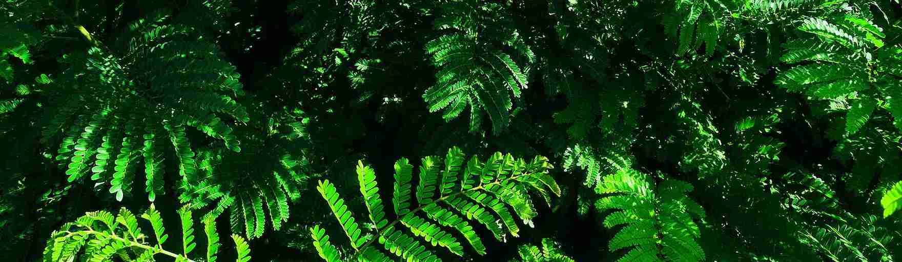 Plants