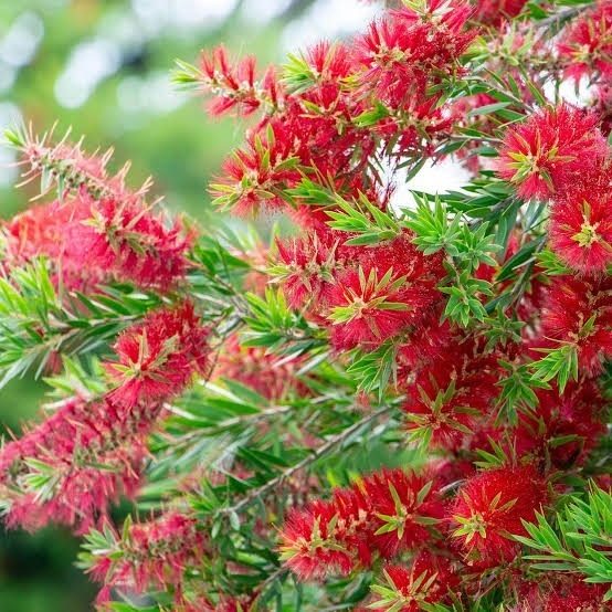 Selling Plants Online