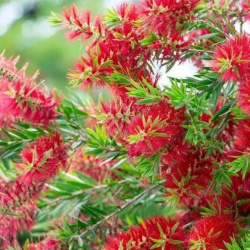 Pratyush Test Plant for home 