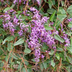 Hardenbergia violacea