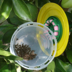 Fruit Fly Trap Pro 
