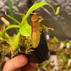 N. (ampullaria x mirabilis) x dubia 