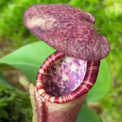 N. clipeata x (lowii x veitchii) 