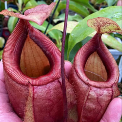 N. sibuyanensis x mirabilis var. globosa 
