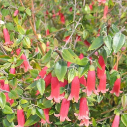Test  Plant