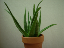 Aloe Vera