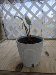 Rubber Plant