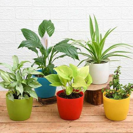 Fresh Foliage Bundle