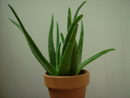 Aloe Vera