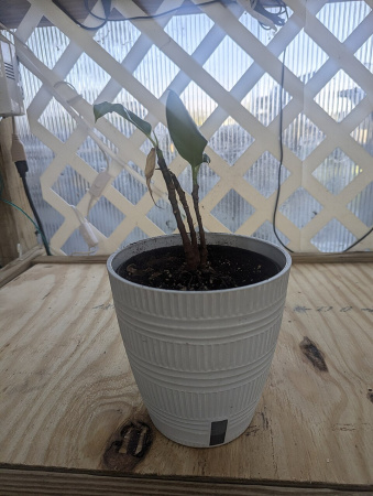 Rubber Plant