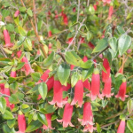 Test  Plant